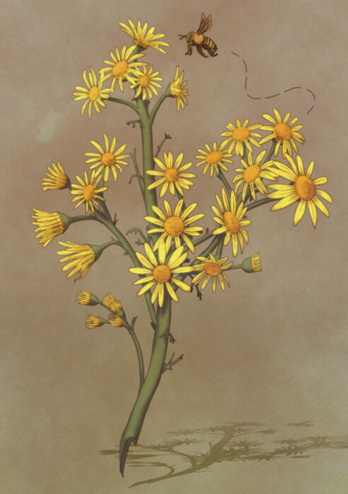 Ragworts